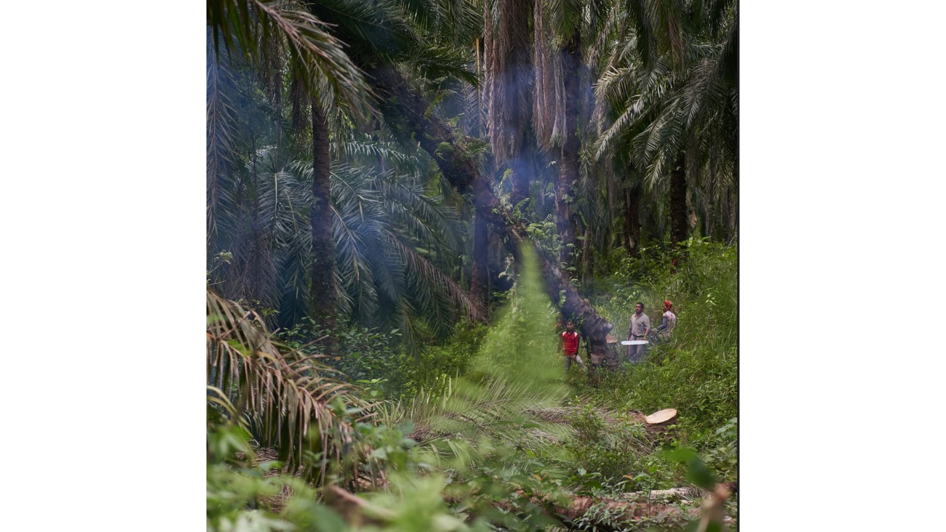 Permakultura na Sumatri:Regenerativno ulje pačulija